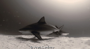 Bull Sharks by Juan Cardona 